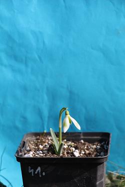Galanthus nivalis forms sale 2023