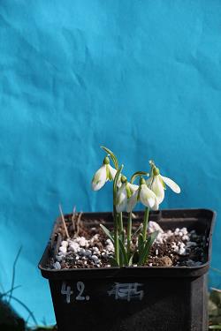 Galanthus nivalis forms sale 2023
