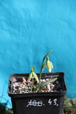 Galanthus nivalis forms sale 2023