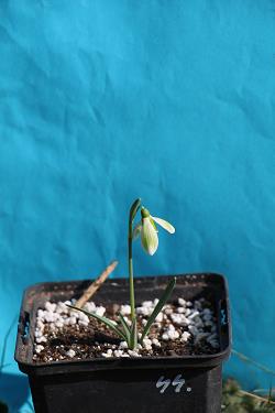 Galanthus nivalis forms sale 2023