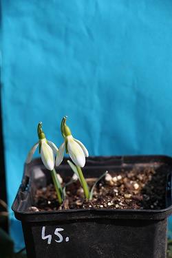 Galanthus nivalis forms sale 2023