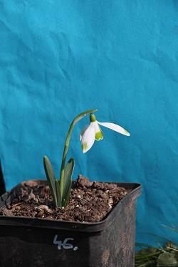 Galanthus nivalis forms sale 2023