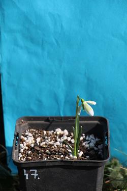 Galanthus nivalis forms sale 2023