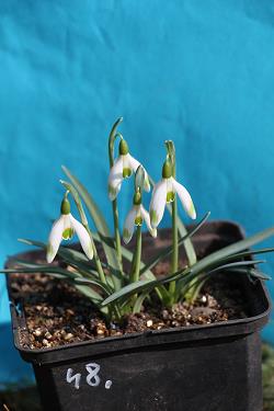 Galanthus nivalis forms sale 2023