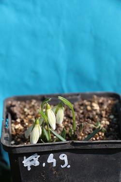Galanthus nivalis forms sale 2023