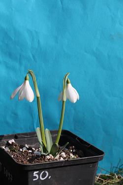 Galanthus nivalis forms sale 2023