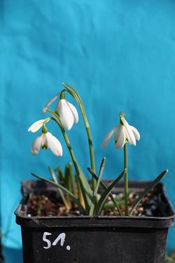 Galanthus nivalis forms sale 2023