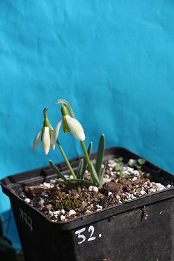 Galanthus nivalis forms sale 2023