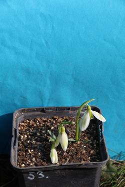 Galanthus nivalis forms sale 2023