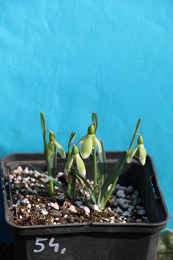 Galanthus nivalis forms sale 2023