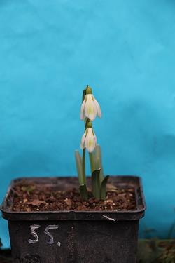 Galanthus nivalis forms sale 2023