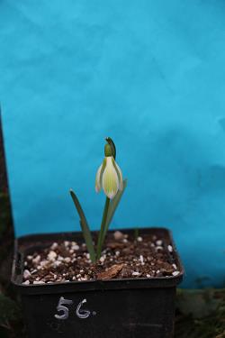 Galanthus nivalis forms sale 2023