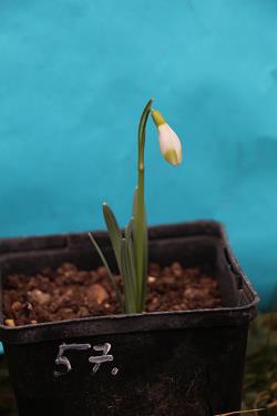Galanthus nivalis forms sale 2023