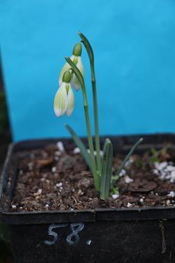 Galanthus nivalis forms sale 2023