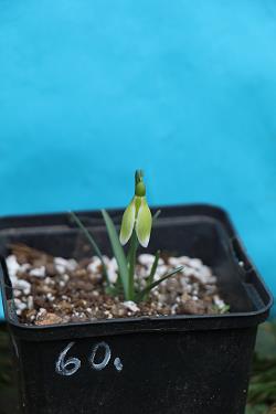 Galanthus nivalis forms sale 2023