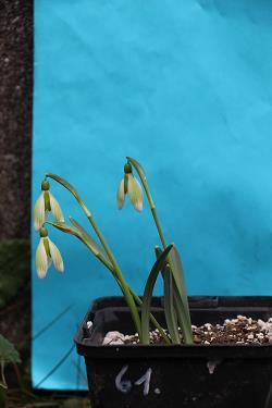 Galanthus nivalis forms sale 2023