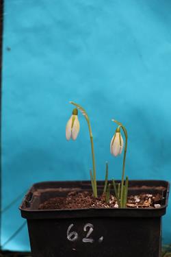 Galanthus nivalis forms sale 2023