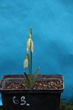 Galanthus nivalis forms sale 2023