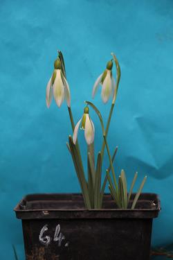 Galanthus nivalis forms sale 2023