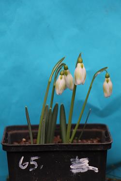 Galanthus nivalis forms sale 2023