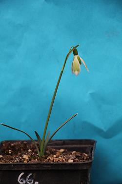 Galanthus nivalis forms sale 2023