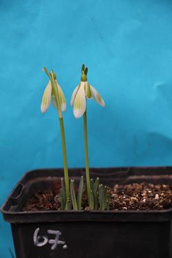 Galanthus nivalis forms sale 2023