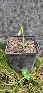 Galanthus nivalis forms sale 2023