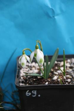 Galanthus nivalis forms sale 2023