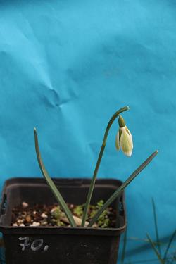 Galanthus nivalis forms sale 2023