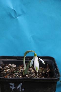 Galanthus nivalis forms sale 2023