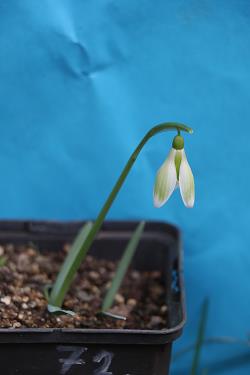 Galanthus nivalis forms sale 2023