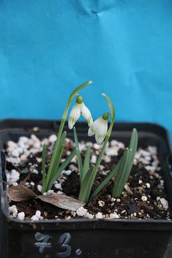 Galanthus nivalis forms sale 2023