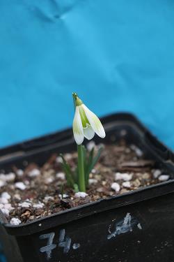 Galanthus nivalis forms sale 2023