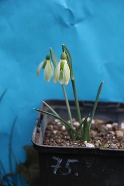 Galanthus nivalis forms sale 2023