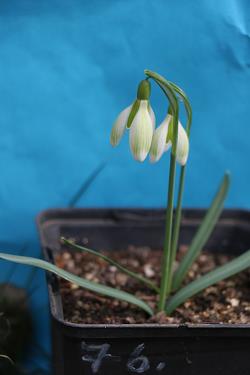 Galanthus nivalis forms sale 2023