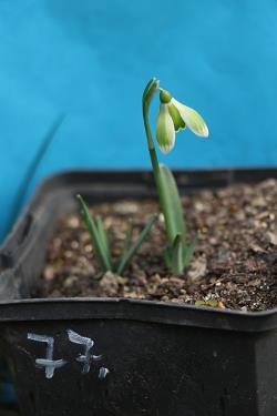 Galanthus nivalis forms sale 2023