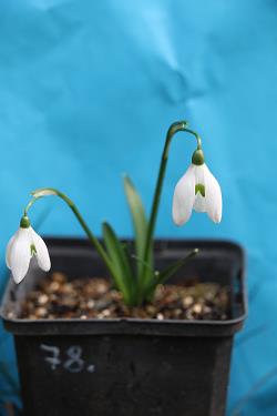Galanthus nivalis forms sale 2023