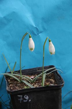 Galanthus nivalis forms sale 2023