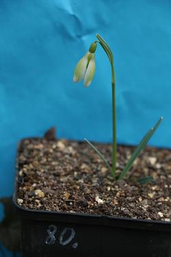 Galanthus nivalis forms sale 2023