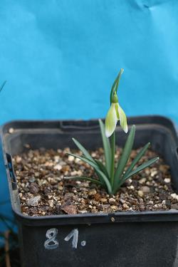 Galanthus nivalis forms sale 2023