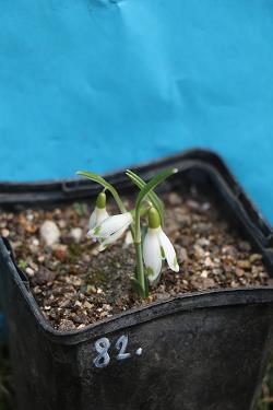 Galanthus nivalis forms sale 2023