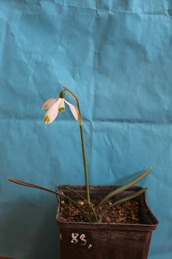 Galanthus nivalis forms sale 2023