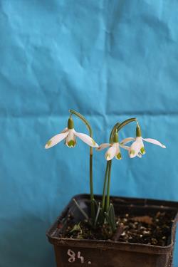 Galanthus nivalis forms sale 2023