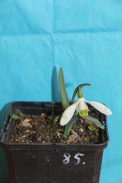 Galanthus nivalis forms sale 2023