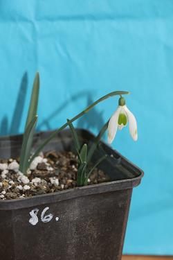 Galanthus nivalis forms sale 2023