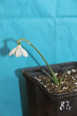 Galanthus nivalis forms sale 2023