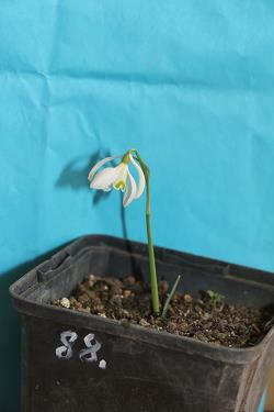 Galanthus nivalis forms sale 2023