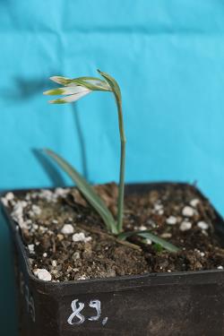 Galanthus nivalis forms sale 2023