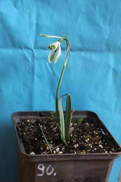 Galanthus nivalis forms sale 2023