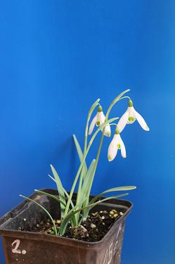 Galanthus nivalis forms sale 2026 Galanthus nivalis forms sale 2026